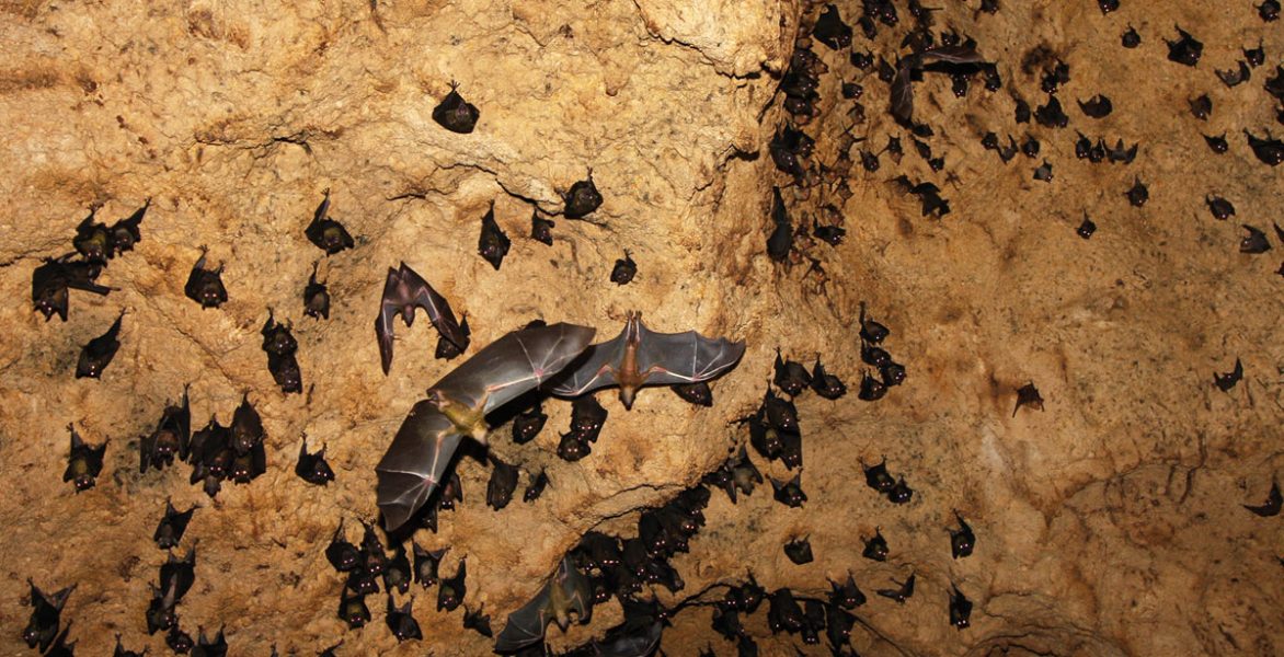 bat_cave bat_cave