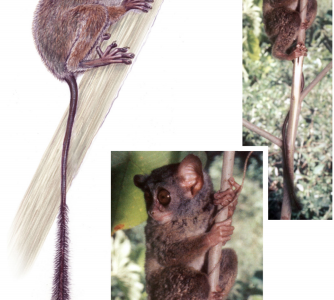 New tarsier species on Malenge