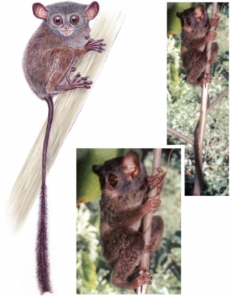 Niemitz’s tarsier